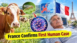 France confirms first human case of Shamonda livestock virus in immunocompromised patient