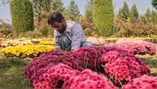 Golden autumn blooms: Kashmir's Chrysanthemum Garden opens for second season