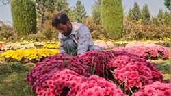 Golden autumn blooms: Kashmir's Chrysanthemum Garden opens for second season