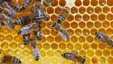 Bee venom: Why this rare product costs up to Rs 1 crore per kg
