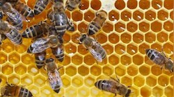 Bee venom: Why this rare product costs up to Rs 1 crore per kg