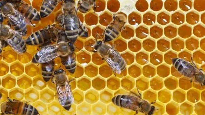 Bee venom: Why this rare product costs up to Rs 1 crore per kg