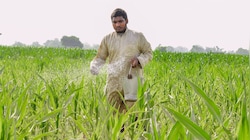 Govt approves MSP on 6 Rabi crops with estimated payout of Rs 90,962 crore