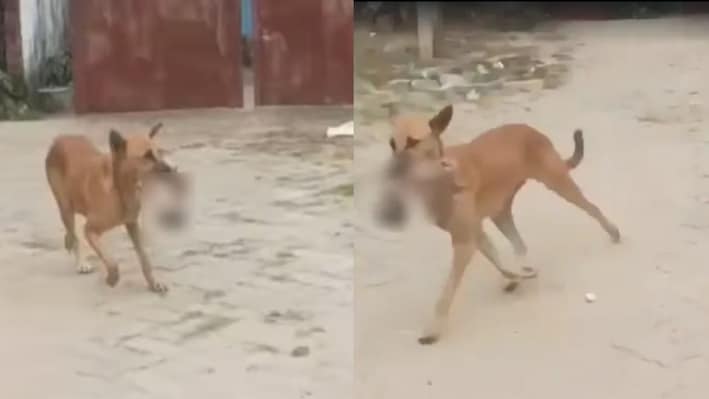Stray dog seen with newborn in mouth on Jharkhand medical college campus